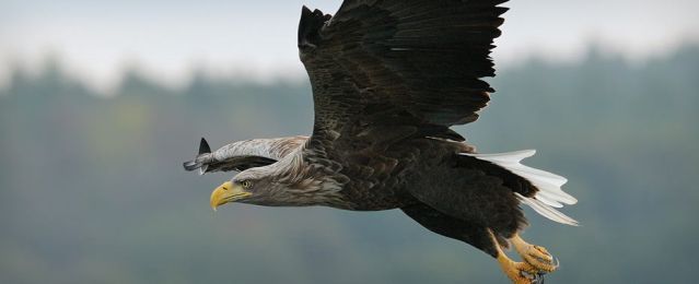 Adler, © Nationalpark-Service Federow