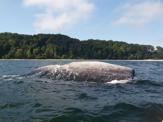 Buskamtage (c) Kurverwaltung Goehren, &copy; Kurverwaltung Goehren