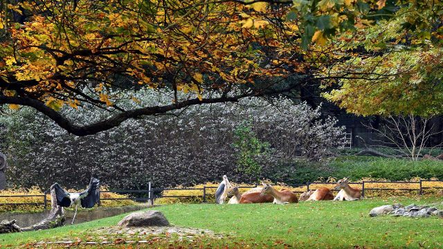 Sonntagsführung: Herbstimpressionen, © Zoo_Rostock_Kloock