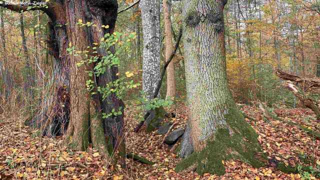 25-08-23 The hidden life of our trees, GMZ, &copy; Marin-Ziegler