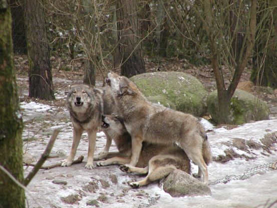 Wildpark-MV - Wölfe, © Wildpark-MV