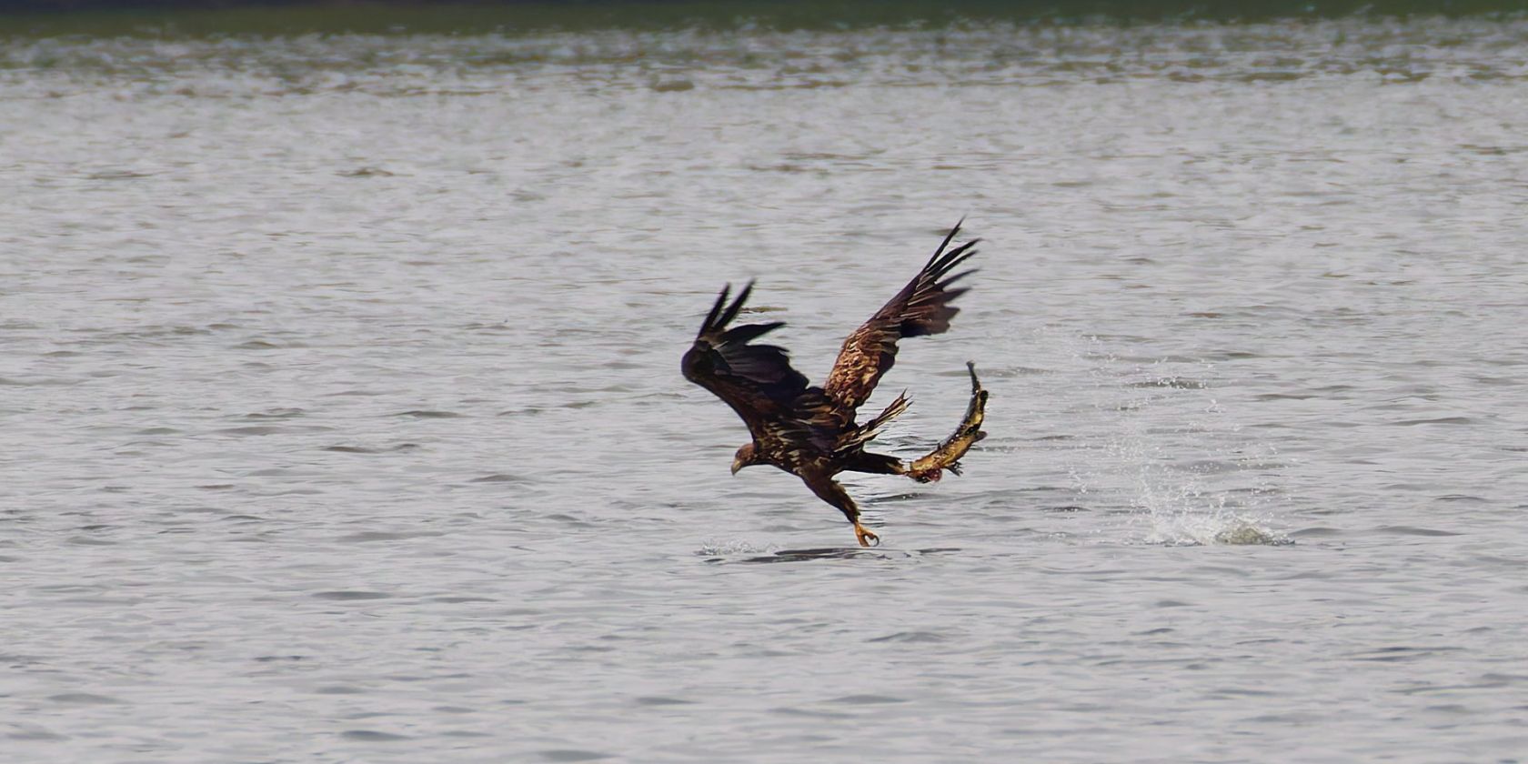 Seeadler mit Fisch, &copy; Anne Hecker