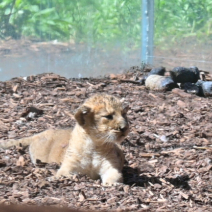 Tierpaten- und Sponsorenfest im Zoo Schwerin, &copy; Zoo Schwerin