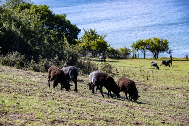 Autorenlesung Oekohof Martin Stoever August 2020_P5I4177, © Kurverwaltung Goehren / Martin Stoever