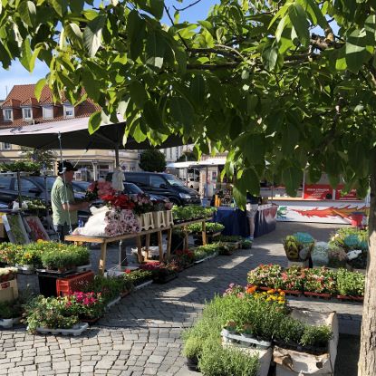 Wochenmarkt-Ribnitz, © Stadt Ribnitz-Damgarten