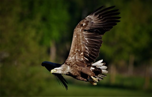 Seeadler im Flug, © Jörg Dollmanski