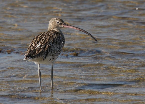 Christoph_Moning_Lesser Curlew_Water, © Christoph Moning