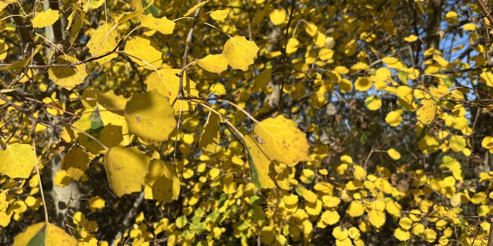 26-04-24 Day of the tree, GMZ, &copy; C