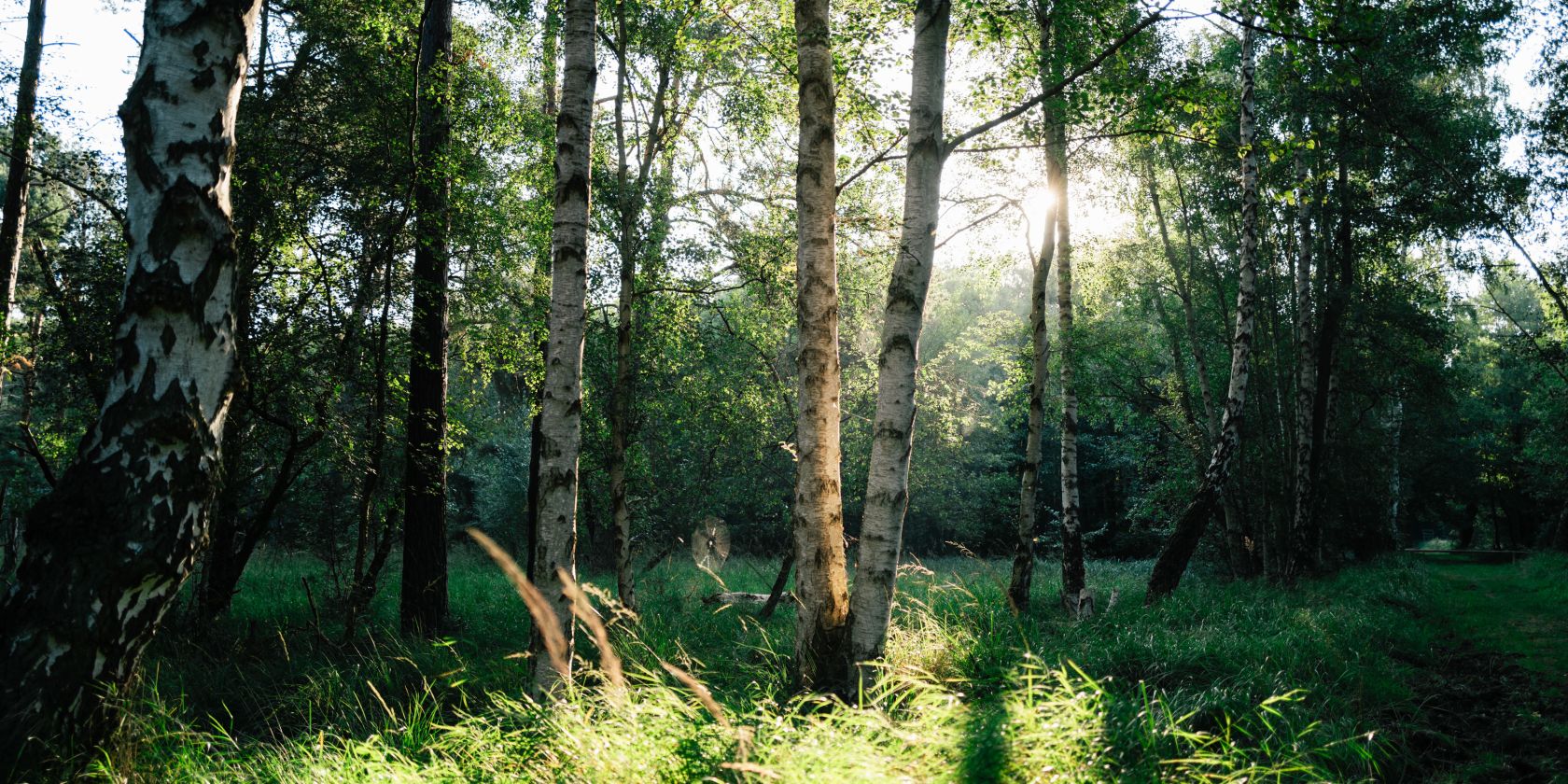 Moorwanderung, &copy; Bernsteinstadt Ribnitz-Damgarten