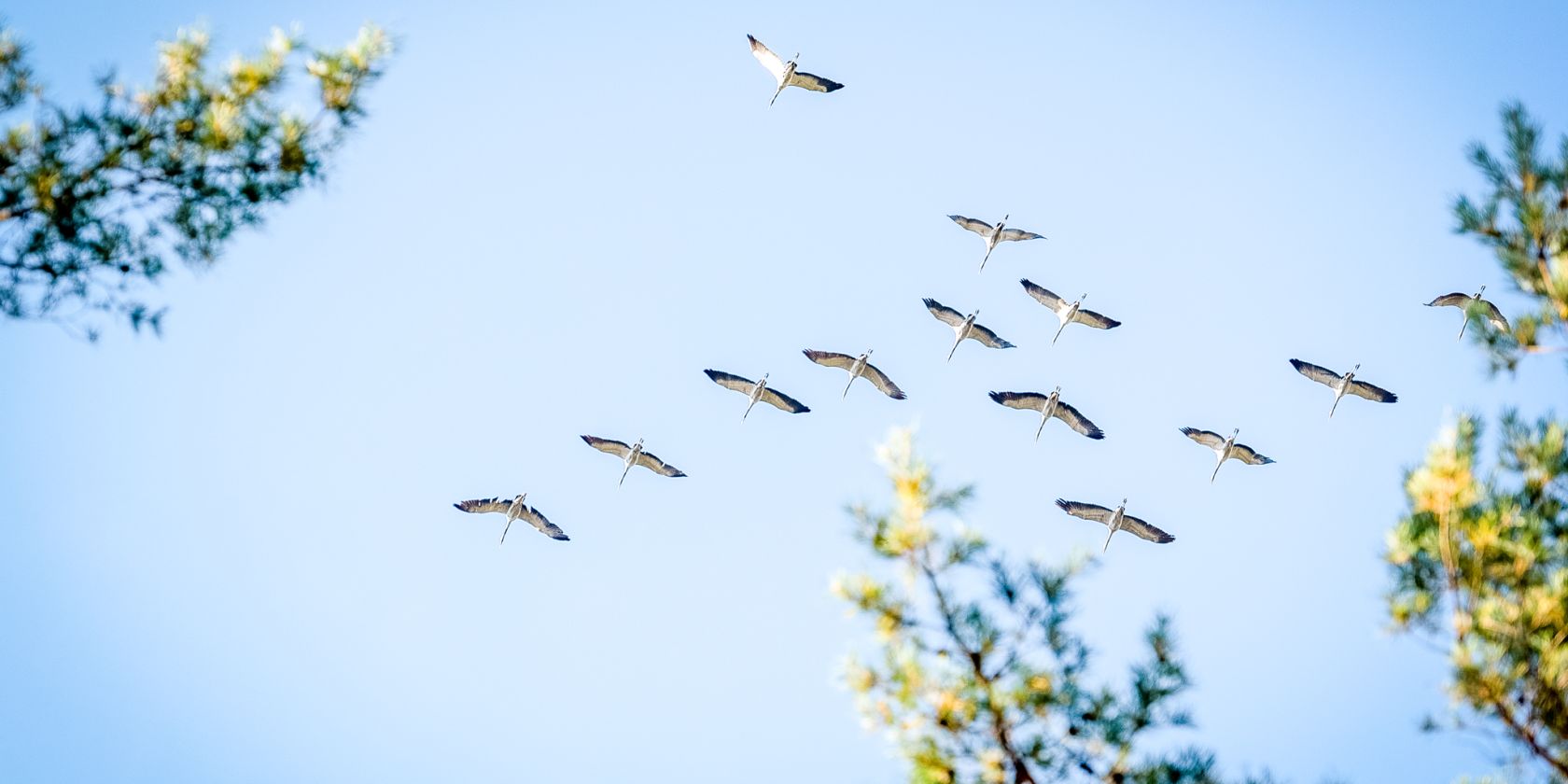 Kraniche im Flug, &copy; Andr&eacute; Pristaff