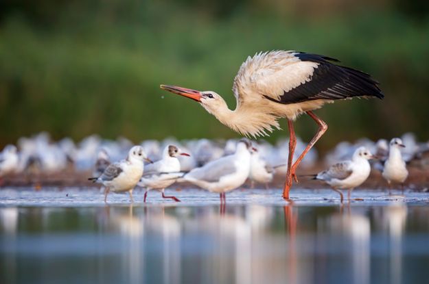 Wilde Elbe_Storch_Thomas Hinsche, &copy; Thomas Hinsche