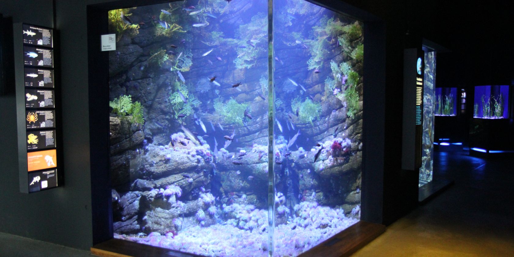 Gezeitenbecken (Foto: OZEANEUM Stralsund)