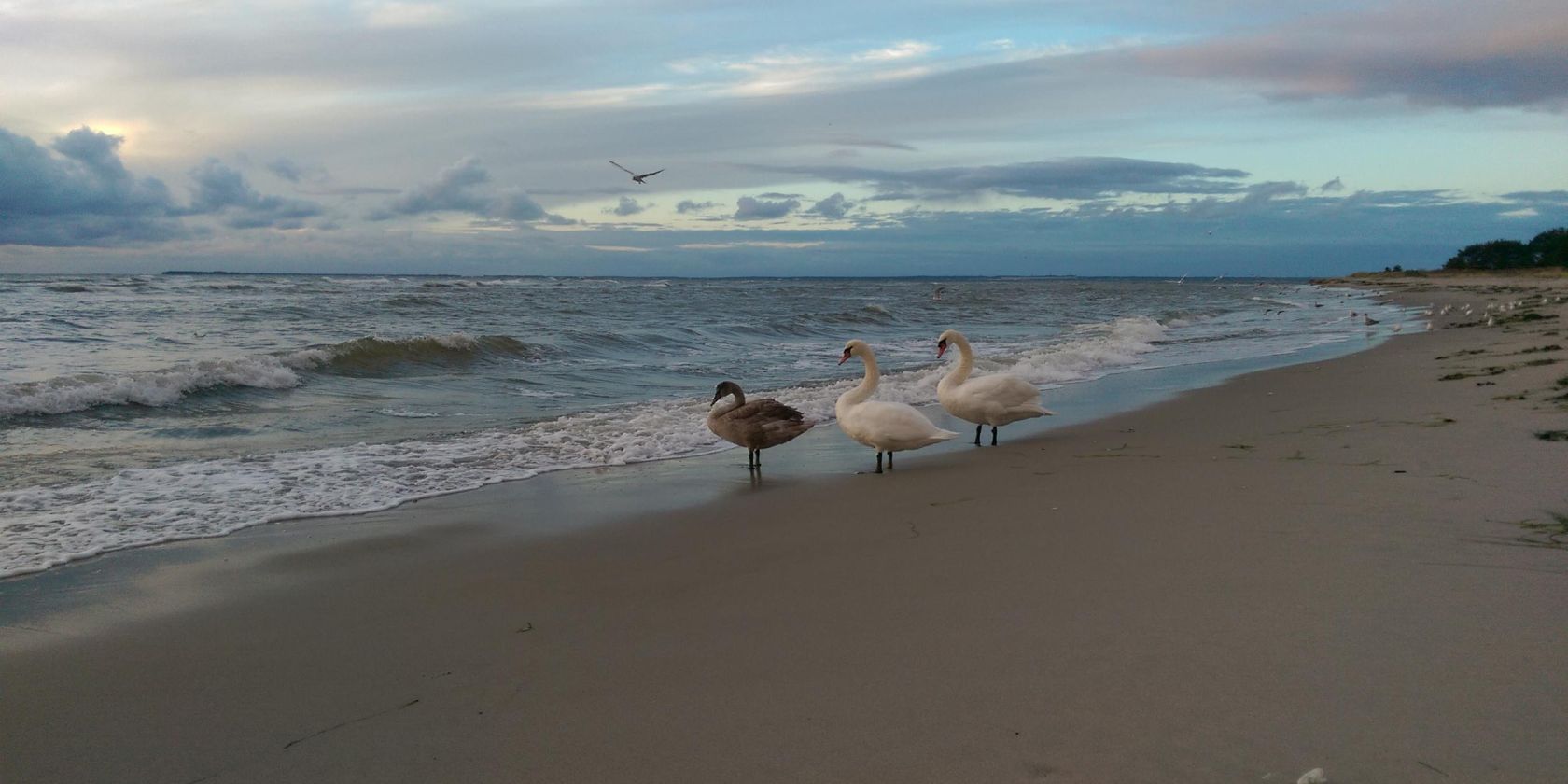 Strand_Schwäne, © KV Mönchgut
