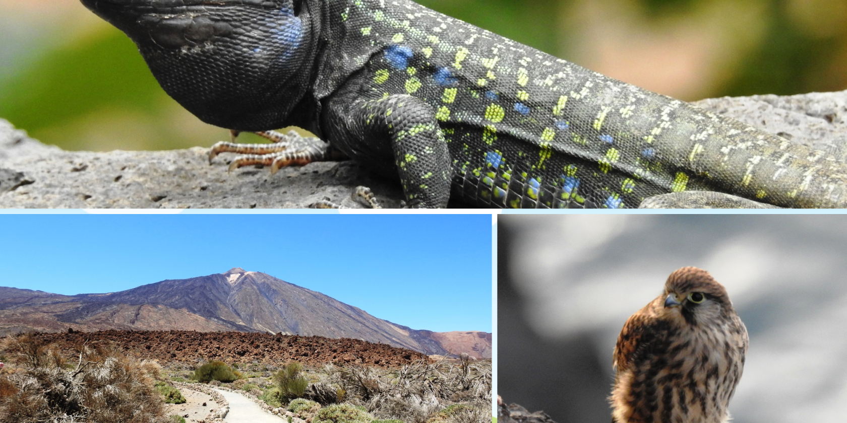 JB_Bilder f&uuml;r Website VA Kalender (2), &copy; Regionalbiblbiothek Neubrandenburg