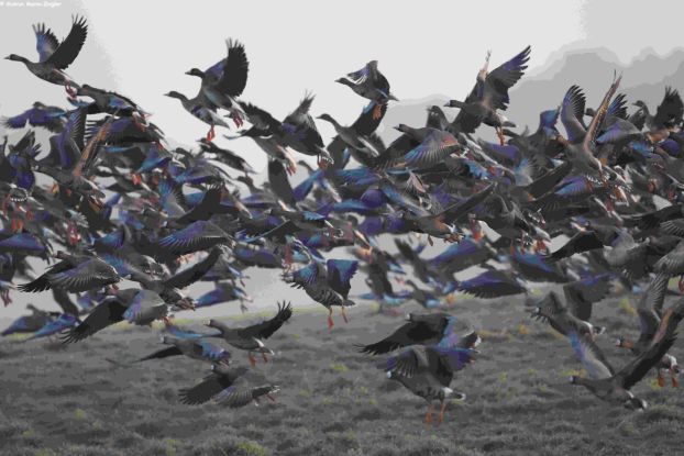 24-03-23 The return of the wild geese, GMZ, &copy; Gudrun Marin-Ziegler