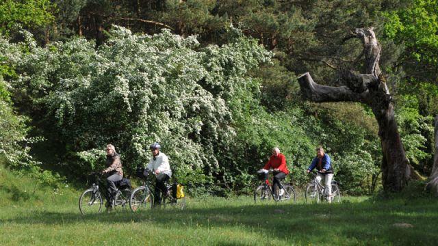 Radwandern im M&uuml;ritz-Nationalpark, &copy; Waren (M&uuml;ritz) Kur- und Tourismus GmbH