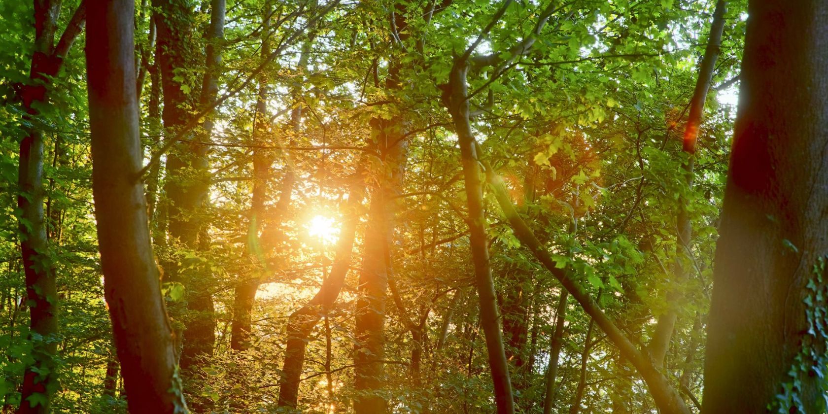 Waldbaden Sommer (c) Kurverwaltung Goehren Martin Stoever _07-2019_P5I1387_6_5_4_3_HDR projects-2, &copy; Kurverwaltung Goehren / Martin Stoever