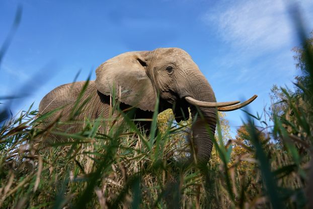 Elefantenhof 2025, &copy; Elefantenhof Platschow