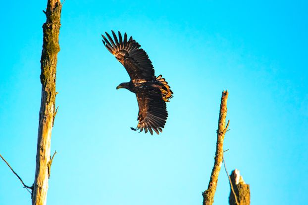 Reise ins Revier der Seeadler_Wanderung_1©Vogeltouren MV, © Vogeltouren MV