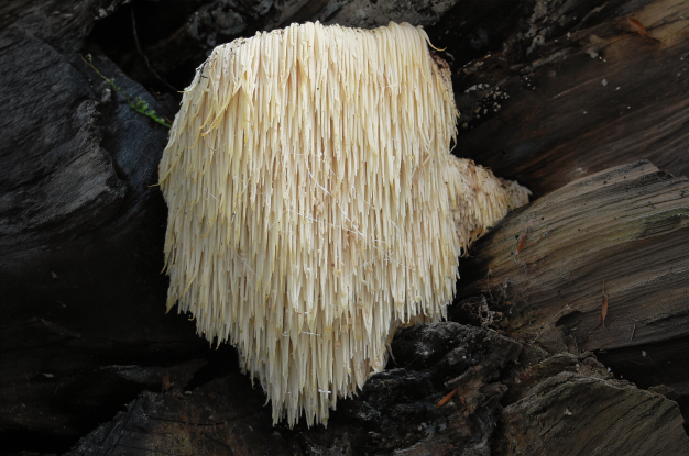 Igelstachelbart_Hericium_erinaceus.jpg Lebrac abgeleitetes Werk, Ak ccm, CC BY-SA 3.0 via Wikimedia, &copy; Igelstachelbart_Hericium_erinaceus.jpg Lebrac abgeleitetes Werk, Ak ccm, CC BY-SA 3.0 via Wikimedia