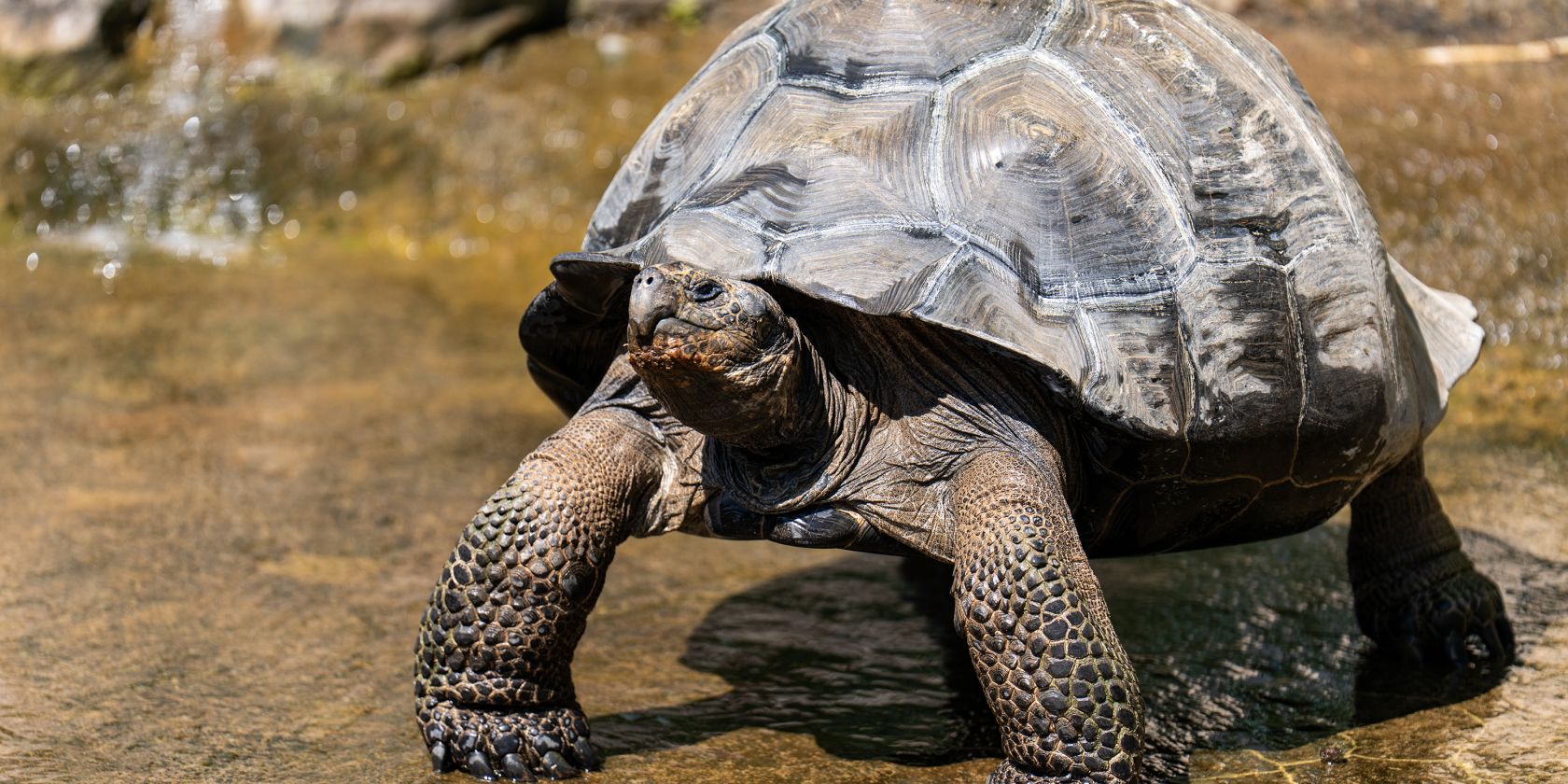2025-05-08_Galapagosschildkr&ouml;te_md (6), &copy; Zoo Rostock/ Dr&uuml;bbisch