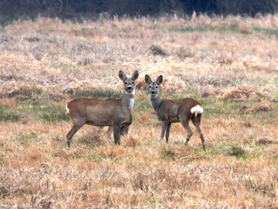 DSCN1080, &copy; Volker Dienemann