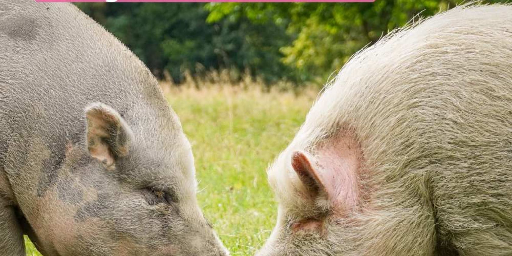 Komm zur Tafel.Runde 2026 ins Land der Tiere!, &copy; Land der Tiere