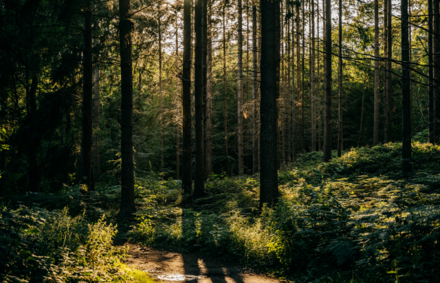 Geocaching &raquo;Pils-Wanderung&laquo;, &copy; Binzer Bucht Tourismus