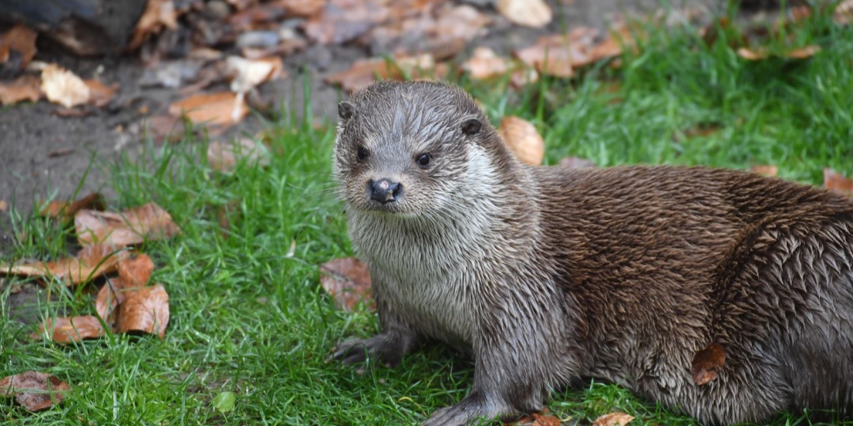 Fischotter im Zoo Rostock, © Zoo Rostock/Kloock