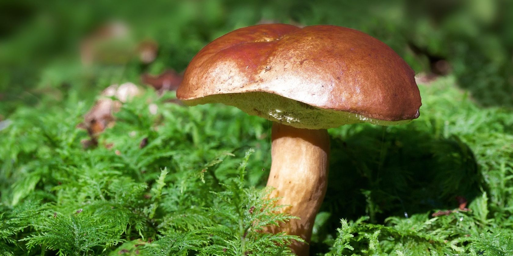 mushroom-448866_1280, &copy; Pixabay