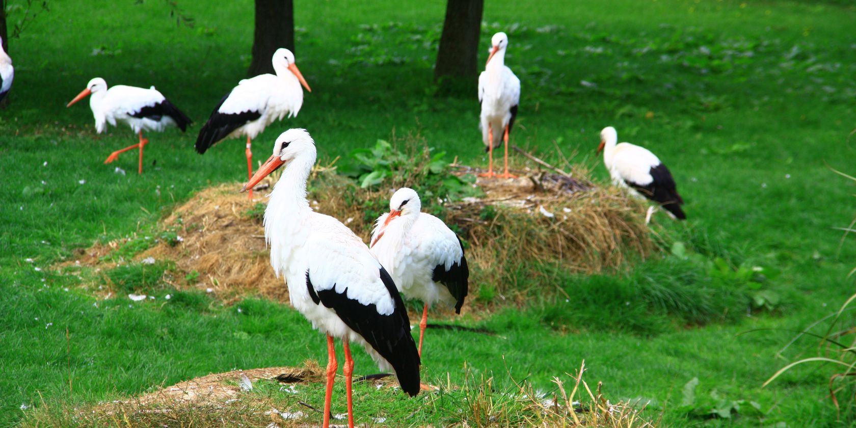 Begehbare Weißstorch-Anlage im Vogelpark Marlow, © Vogelpark Marlow