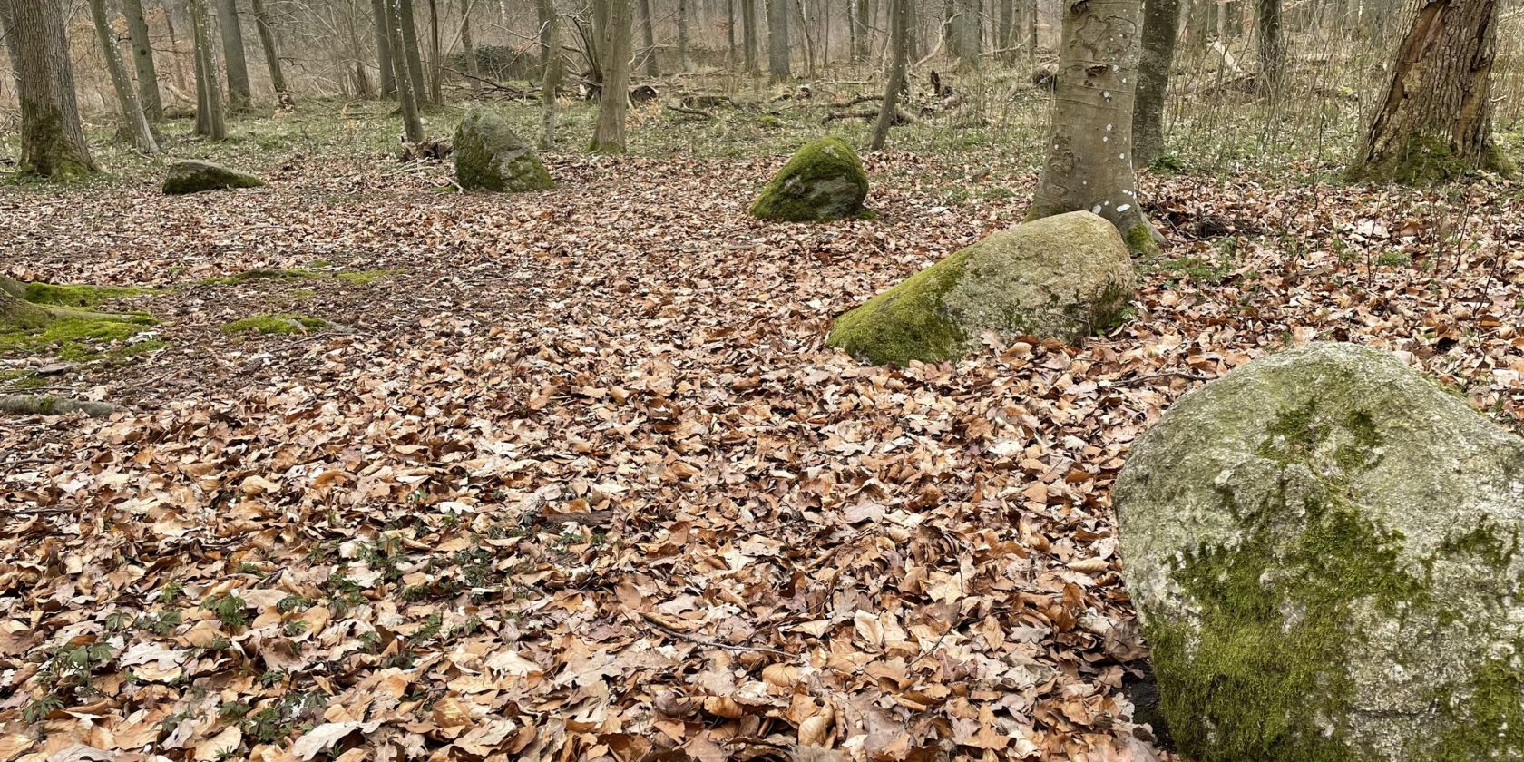 Die Apostelsteine im Saaler Wald, © Tourismuszentrale Südliche Boddenküste