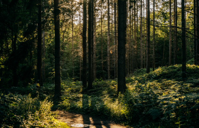 Geocaching - Schnitzeljagd im Wald, © Binzer Bucht Tourismus