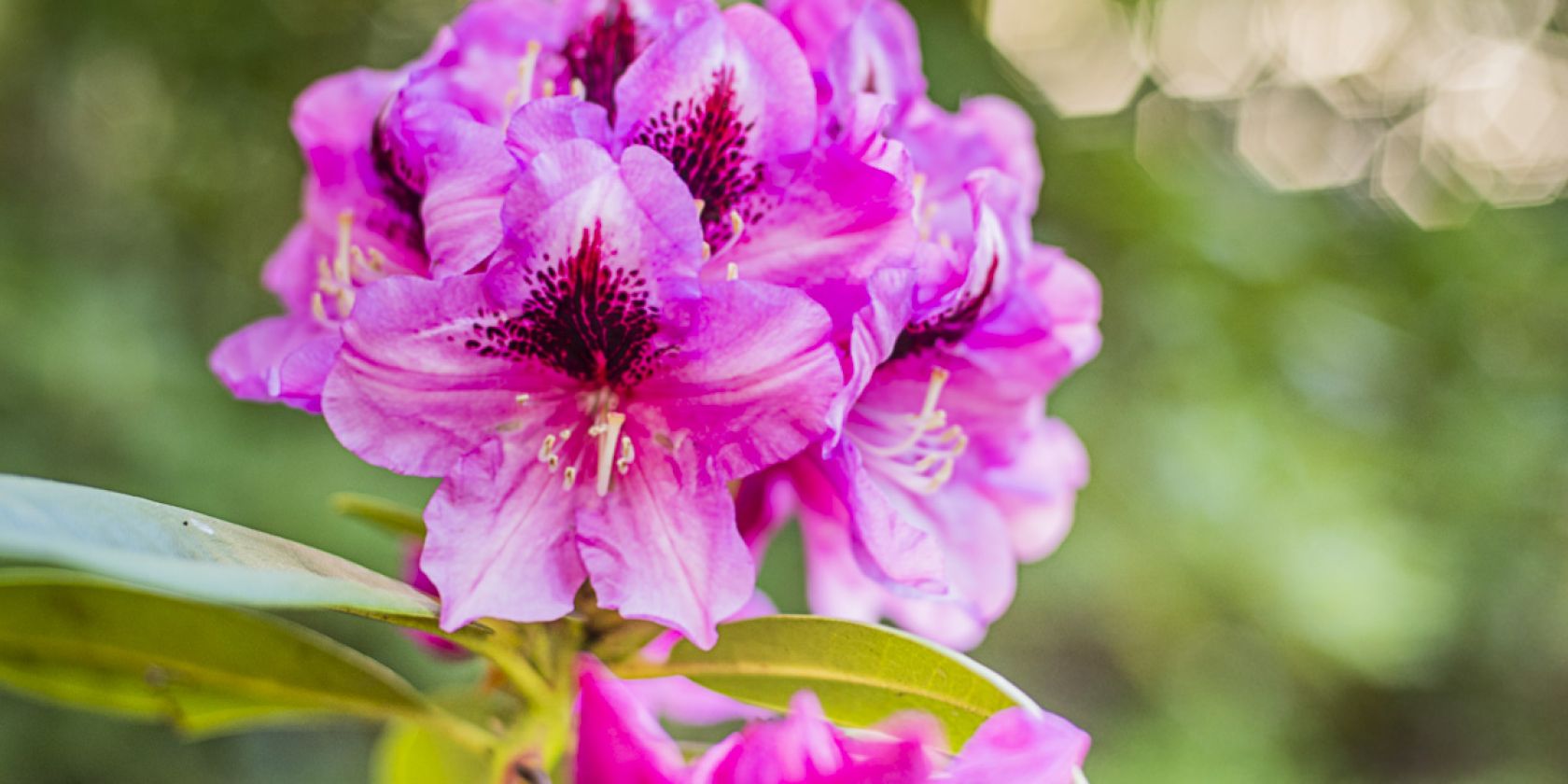 Rhododendronparkfest | Ein Fest für die Sinne: Blütenzauber, Kulturgenuss & Markttreiben., © André Pristaff / Tourismus- und Kur GmbH Graal-Müritz