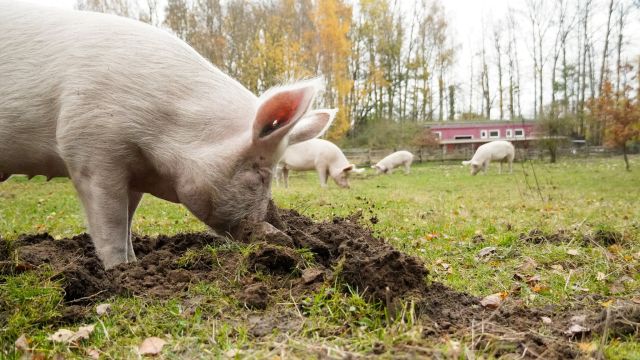 Schwein Hein bei den "Erdarbeiten", &copy; Land der Tiere