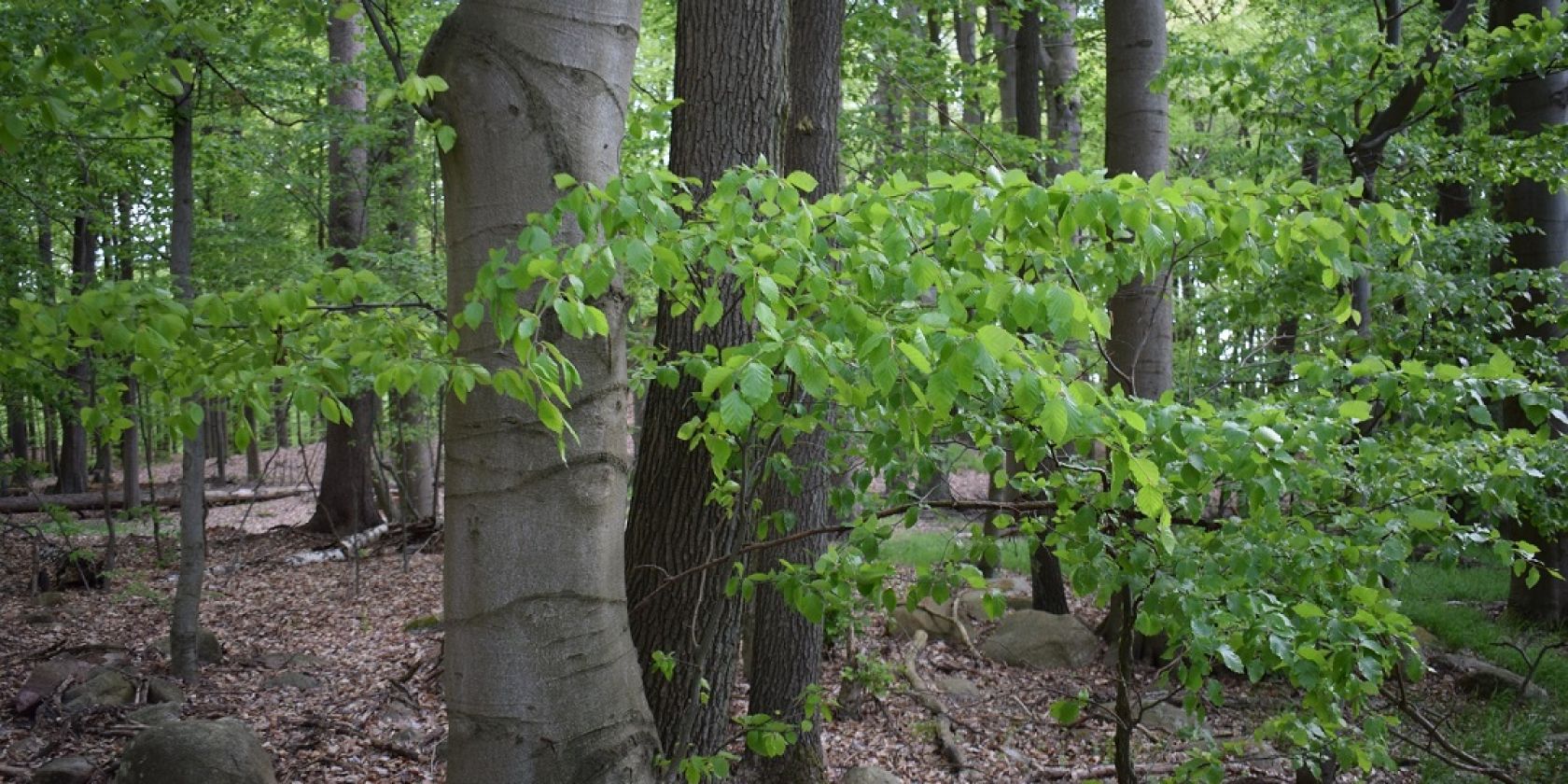 Buchenwald, &copy; Naturpark Feldberger Seenlandschaft M. Wyczinski