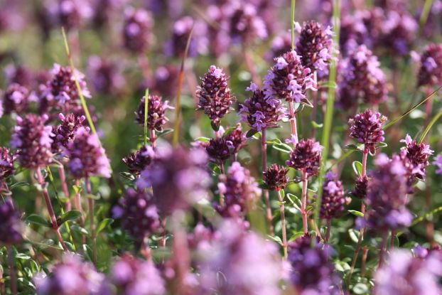 25-05-10 Herb garden of nature GMZ, &copy; Gudrun Marin-Ziegler