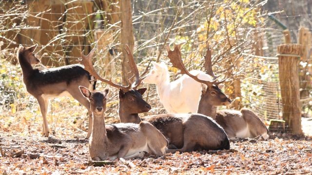 Wildpark-MV &copy; Damwild im Freigehege, &copy; Wildpark-MV