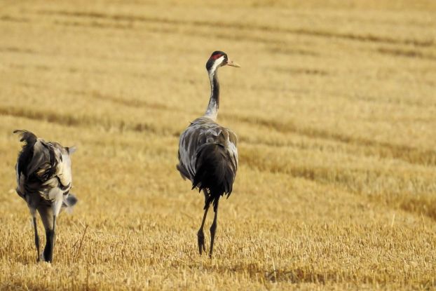 cranes-1593604-scaled-1-2048x1366, &copy; Gemeinde Ostseebad Glowe