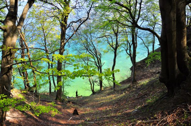 Gr&uuml;ner Wald auf wei&szlig;er Kreide, &copy; Nationalparkamt Vorpommern