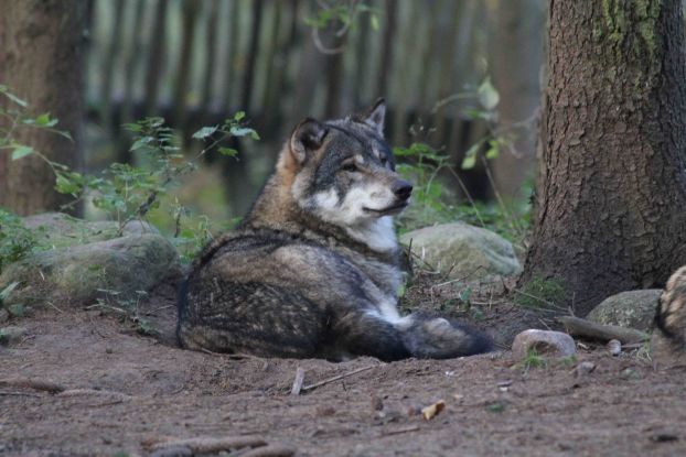 Wildpark-MV - Wolf in der Raubtier-WG, © Wildpark-MV