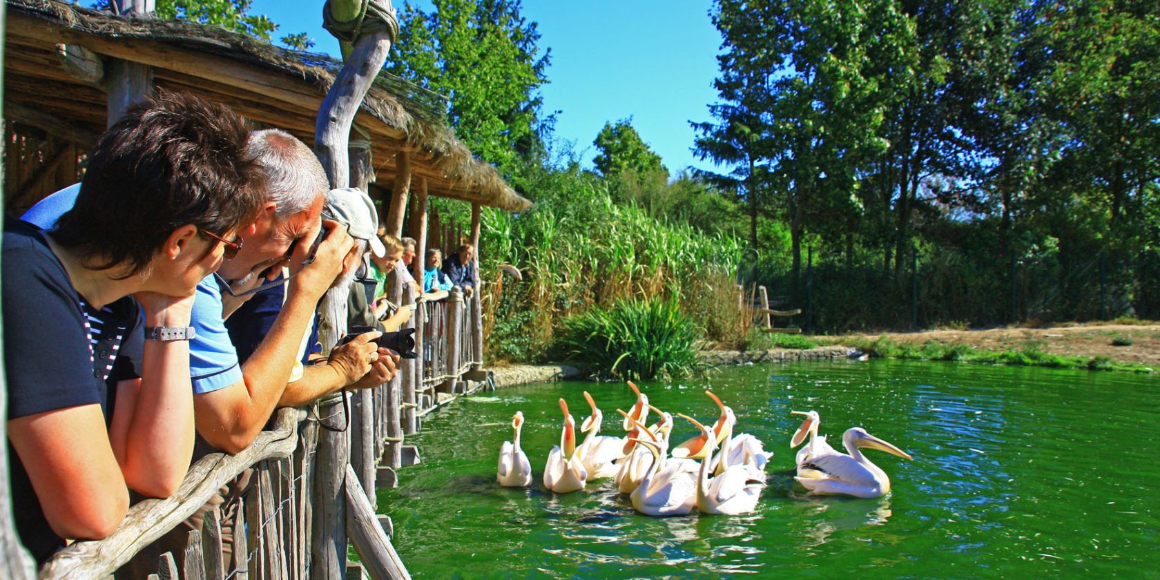 pelican-feeding-in-the-bird-park-marlow, © Vogelpark Marlow