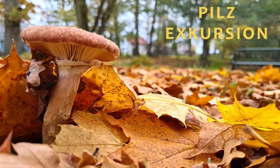 Mushroom picture, © Informationsamt Breege-Juliusruh