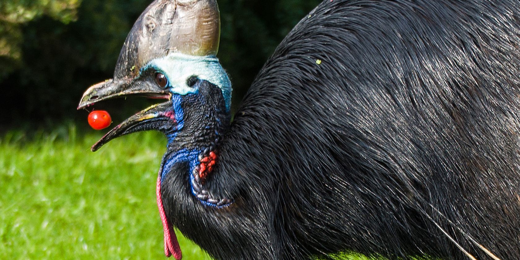 bumblebee eating tomatoes_1, &copy; Vogelpark Marlow
