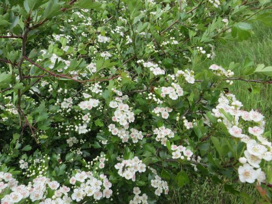 Mit heimischen Wildkr&auml;utern fit durchs Jahr, &copy; Kurverwaltung M&ouml;nchgut