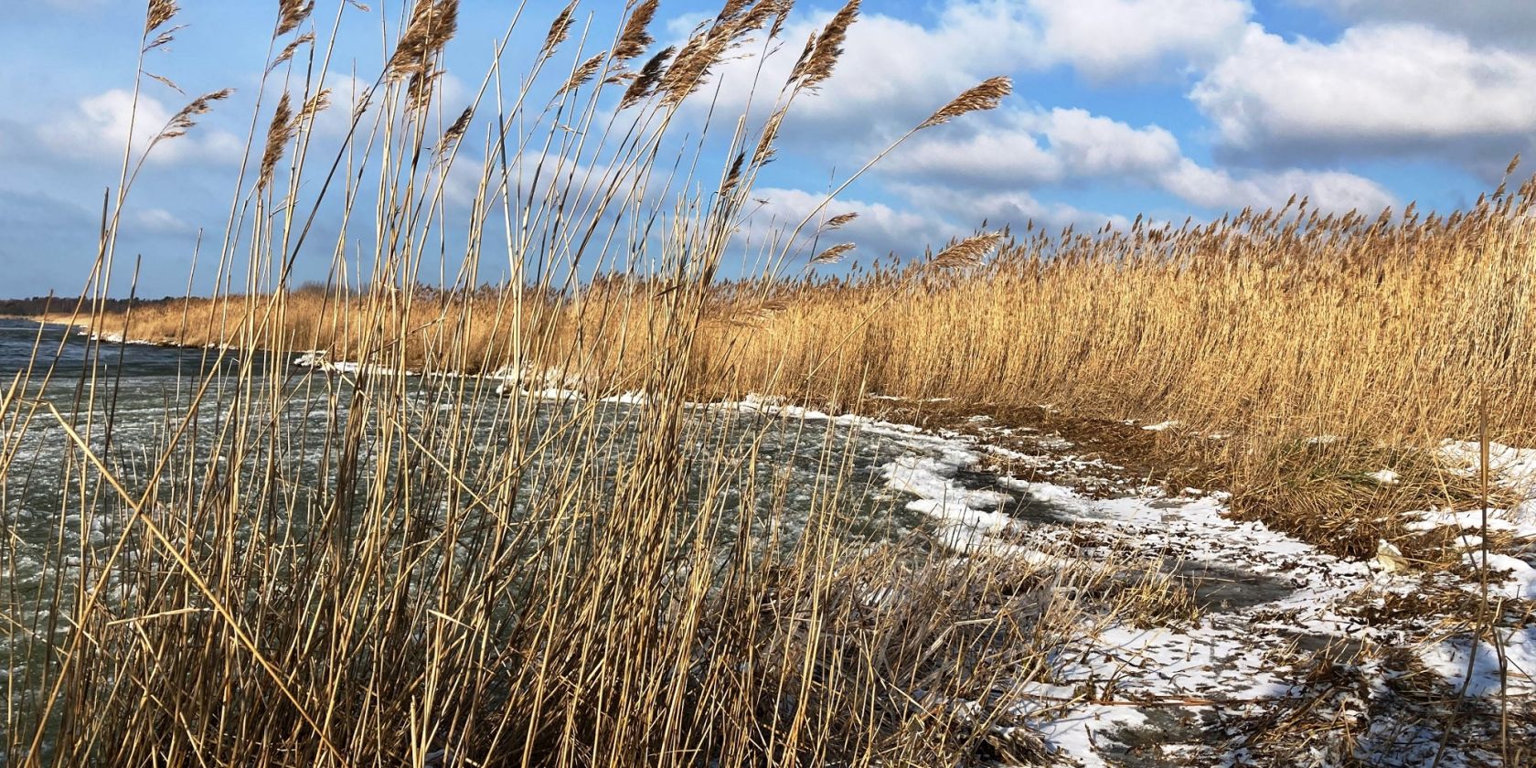 Boddenufer im Winter, © K. Bärwald