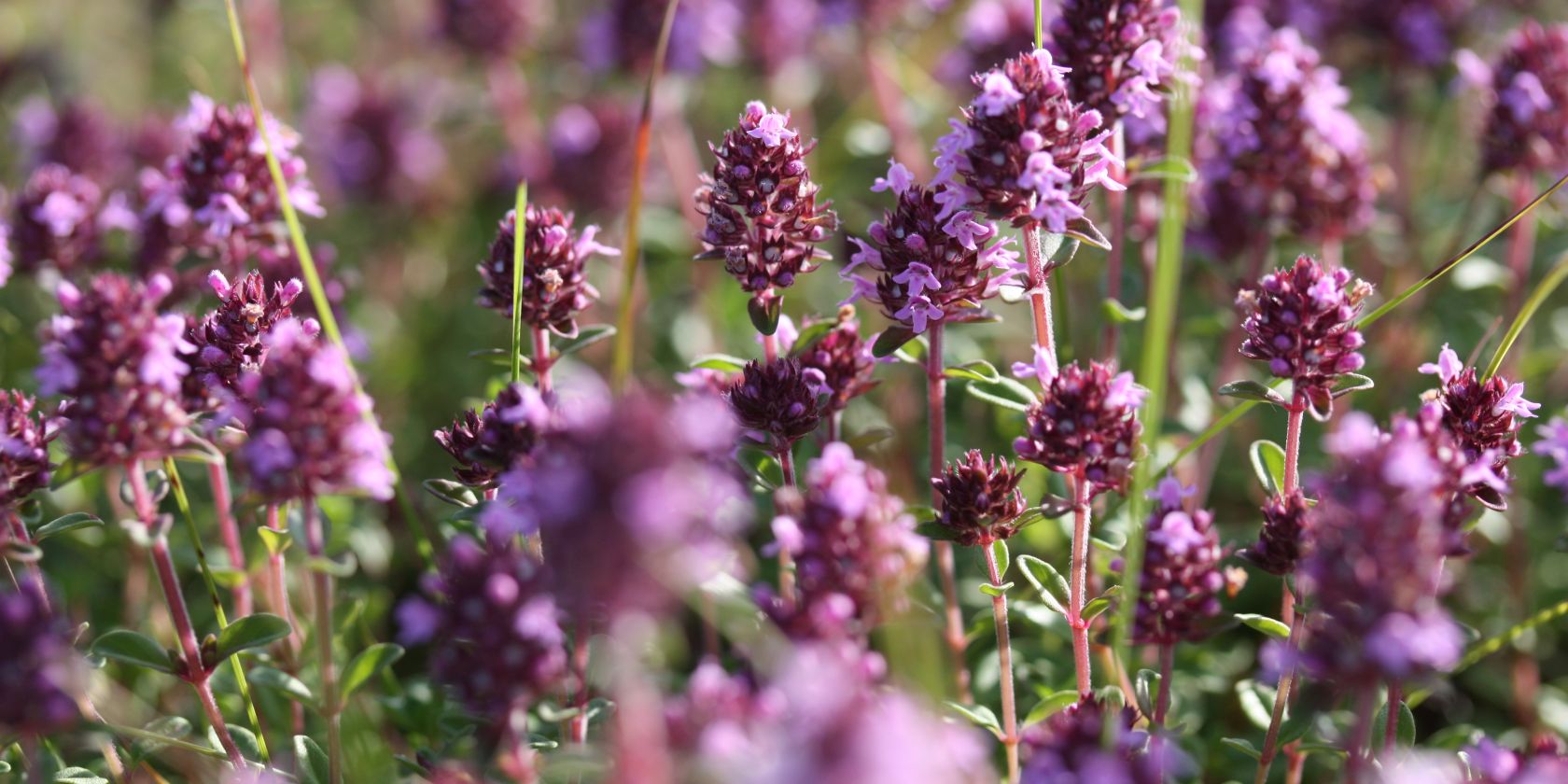 25-05-10 Herb garden of nature GMZ, &copy; Gudrun Marin-Ziegler