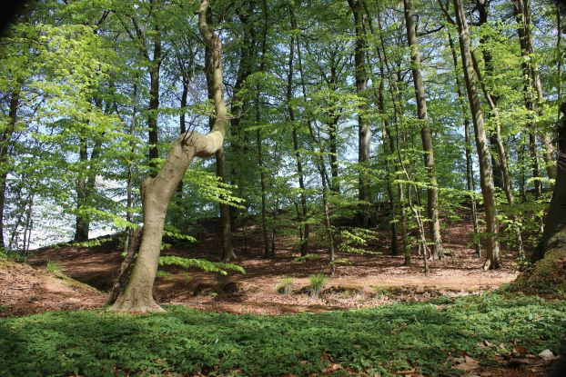Seite_11_BRASOR_Buchenwald_Granitz_Jana_Schulz, &copy; Biosph&auml;renreservat S&uuml;dost-R&uuml;gen