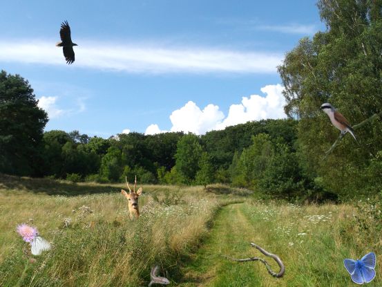naturwanderung_hoeffgen, &copy; Monika H&ouml;ffgen