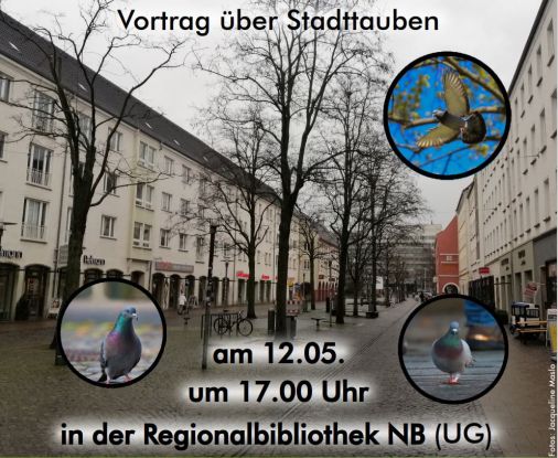 stadttauben, © Jaqueline Maslo